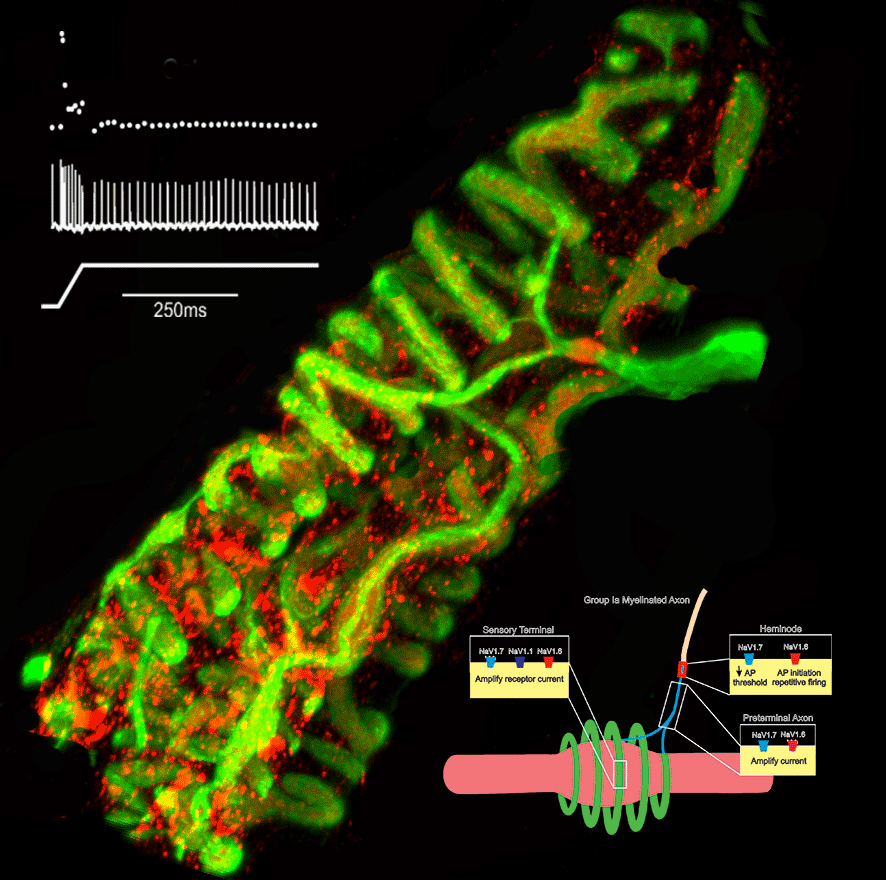 Voltage-gated sodium channel expression in muscle spindles