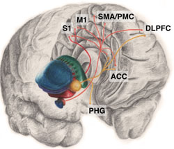 Neurobiology of Deep Brain Stimulation