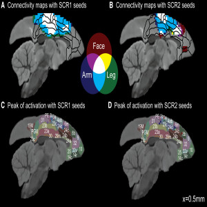 Whole brain mapping of somatosensory responses in awake marmosets investigated with ultra-high field fMRI