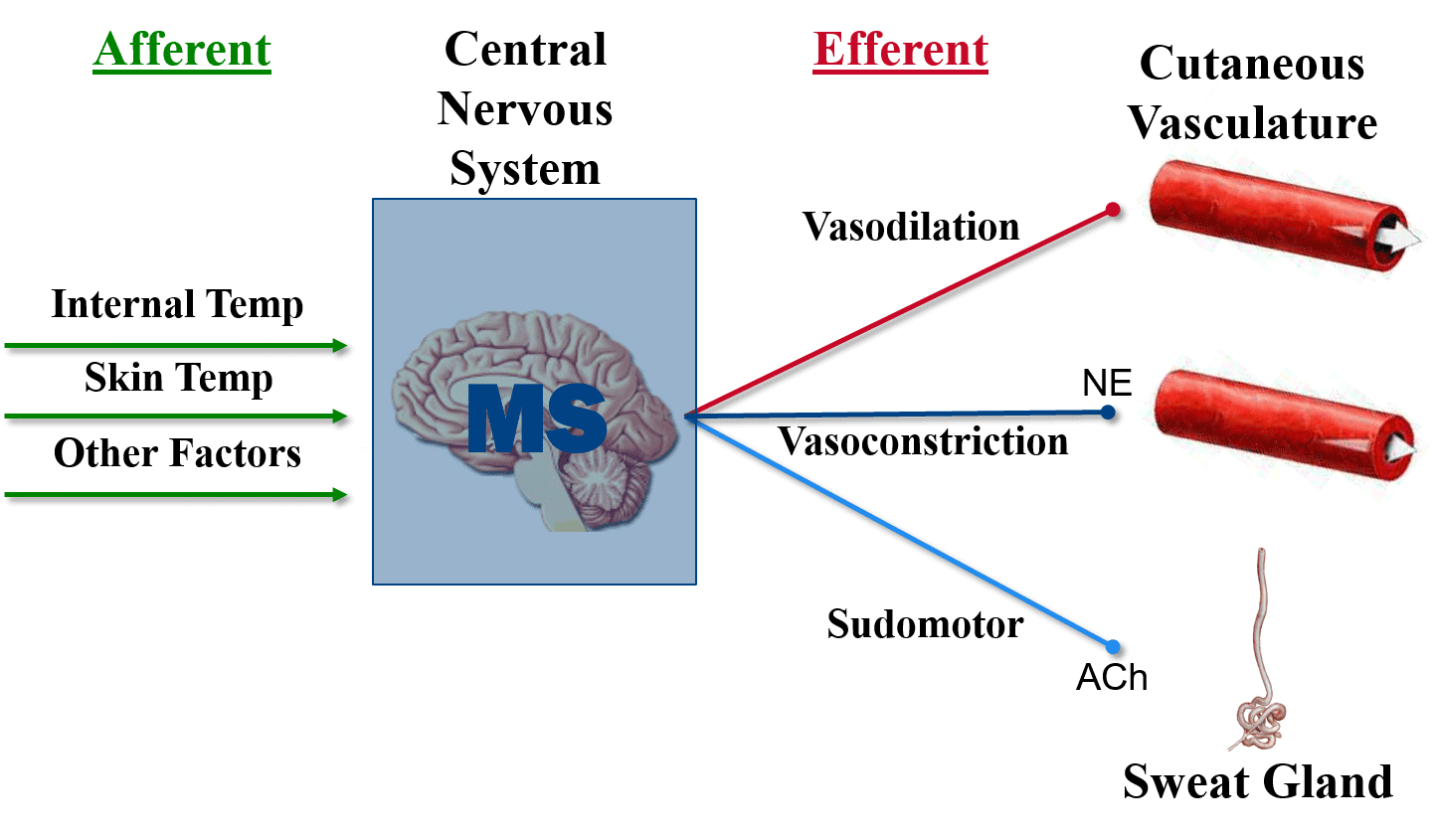 Multiple sclerosis and thermoregulatory control