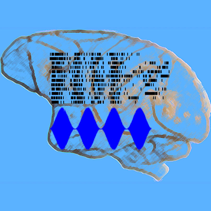 Effects of Aging on Amplitude-Modulated Encoding in Primary Auditory Cortex