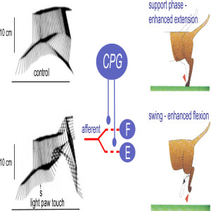 The execution of movement - a spinal affair