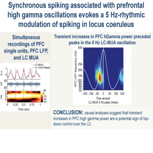 Synchronous spiking associated with prefrontal high gamma oscillations evokes a 5 Hz-rhythmic modulation of spiking in locus coeruleus