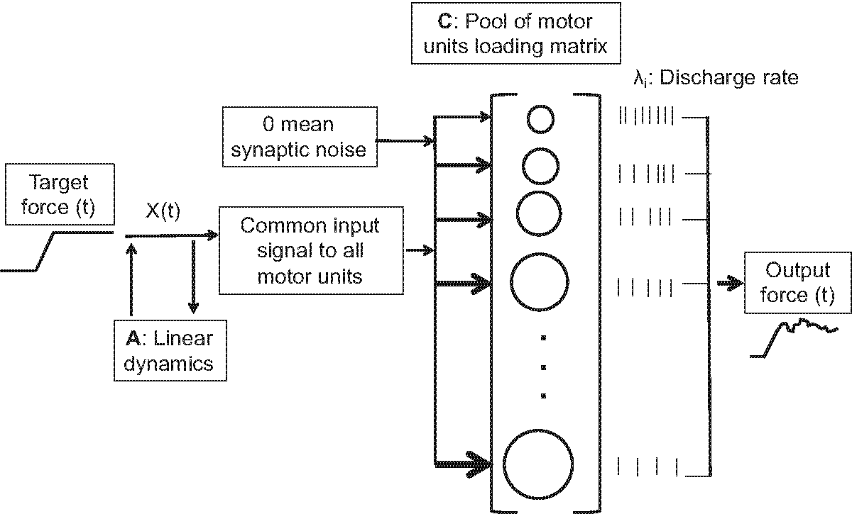 A state-space approach to quantifying common motor input