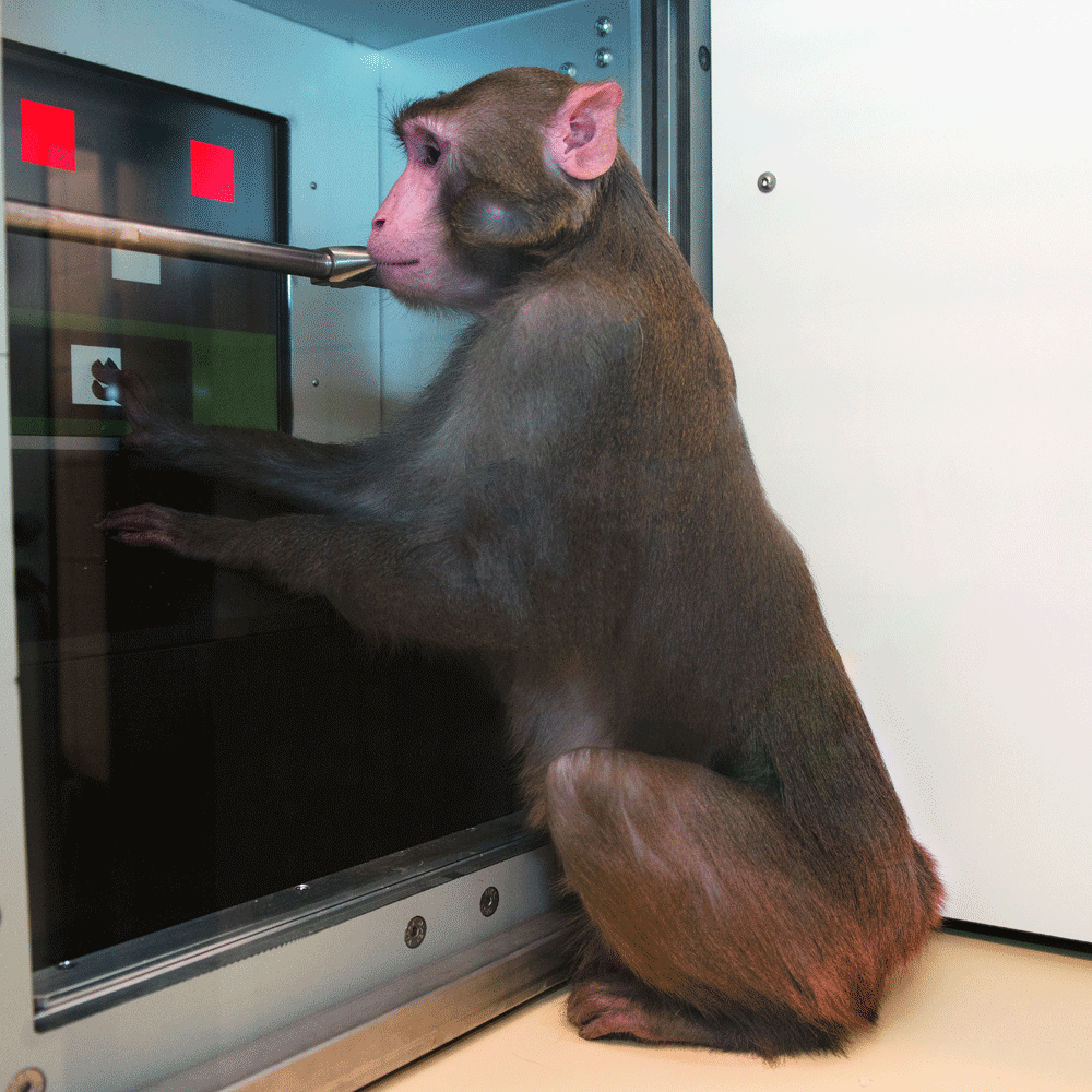 A new paradigm for training rhesus monkeys