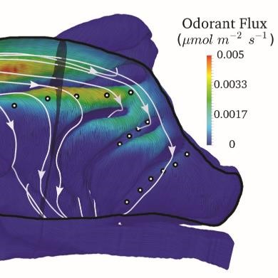 Tests of the sorption and olfactory 'fovea' hypotheses in the mouse