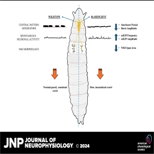 JNP Micro Podcasts: 	Beadex is required in Neurons