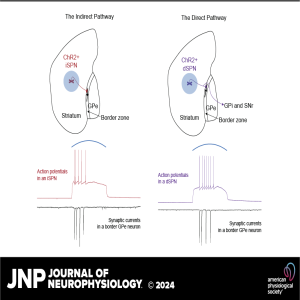 JNP Micro Podcasts: Striatopallidal synaptic currents