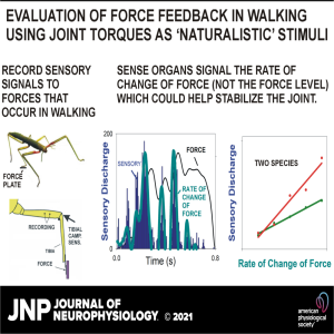 Evaluation of force feedback in walking using joint torques as ‘naturalistic‘ stimuli
