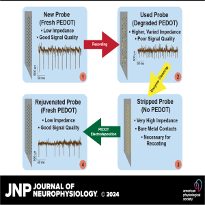 JNP Micro Podcasts: Rejuvenating silicon probes for acute neurophysiology