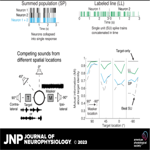 JNP Micro Podcasts ”Four Questions”: Robust Aggregate Code of Competing Sounds in Auditory Cortex