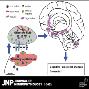 Covid shows us the importance of smell in cognitive health