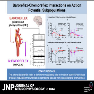 JNP Micro Podcasts: Reflex interactions on action potential subpopulations