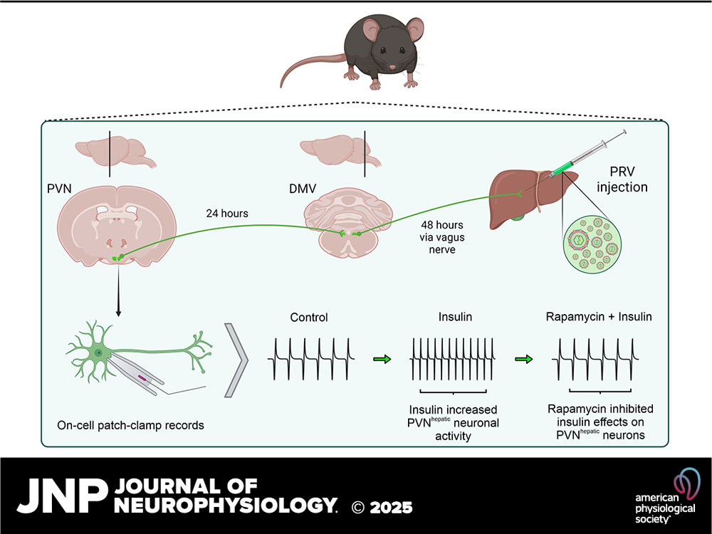 Journal of Neurophysiology