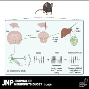 JNP Podcasts: Unlocking Insulin's Mechanism: Activation of Parasympathetic Hepatic Neurons via mTOR Signaling