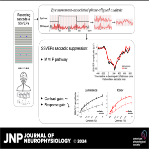 JNP Micro Podcasts: Saccadic Suppression of Color and Luminance