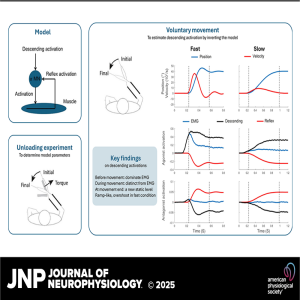 JNP Podcasts: Decoding Motor Control - Estimating Descending Activation in Fast and Slow Movements