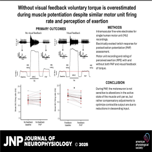 How Visual Feedback Shapes Muscle Control: Insights from Potentiation Research