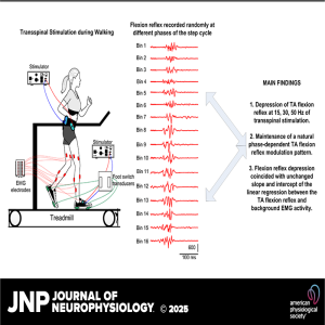 JNP Micro Podcasts: 	Flexion reflexes during transspinal stimulation