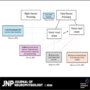 JNP Micro Podcasts: The Multisensory and Multidimensional Nature of Object Representation