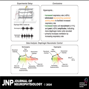 JNP Podcasts: Hypercapnia elicits changes in diaphragm neuromotor control