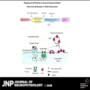 Uncovering a New Aβ Receptor: A Key to Controlling Neuronal Hyperactivity in Alzheimer’s Disease