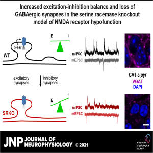 Increased excitation-inhibition balance and loss of GABAergic synapses in the serine racemase knockout model of NMDA receptor hypofunction
