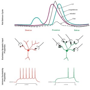 Effects of the estrous cycle on neural properties in the nucleus accumbens core