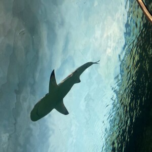 E32 - A Time for Reflection