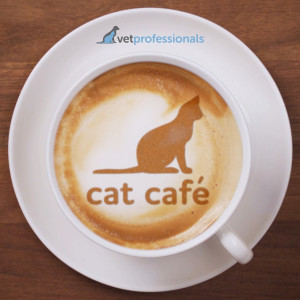Cat Owners: What is hyperthyroidism and how is it diagnosed? 17th September 2020