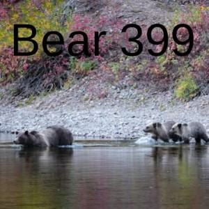Bear 399