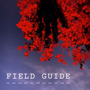 Field Guide: Night Sky