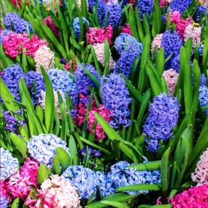 Secret Life of Hyacinth