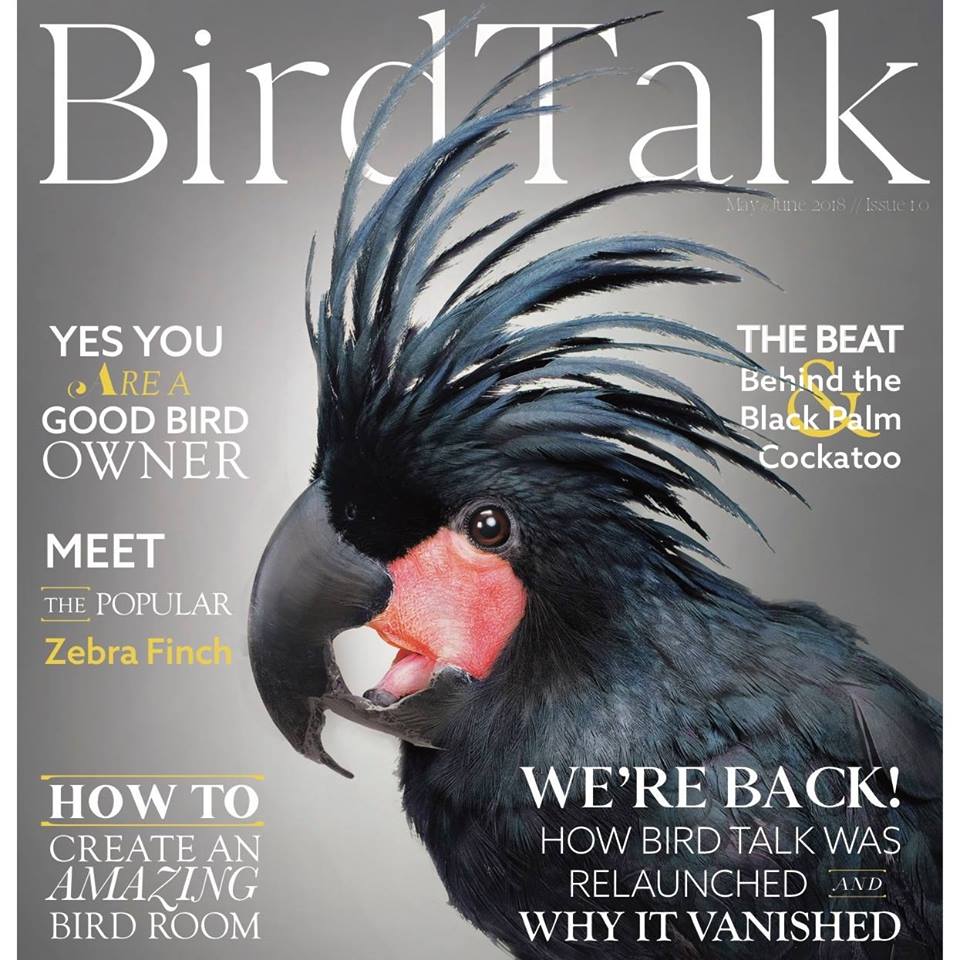 Bird Talk Magazine Returns!  Highlights