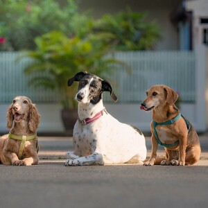 Singaporean Dog Portrait Photography
