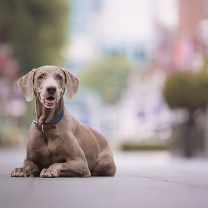 Right Dog Portrait Photography