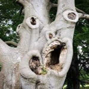 צ’יבו - עץ החיים
