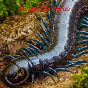 Human Centipede