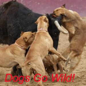 Dogs Go Wild!