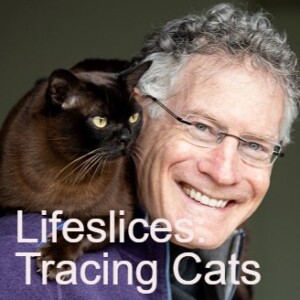 Lifeslices: Tracing Cats