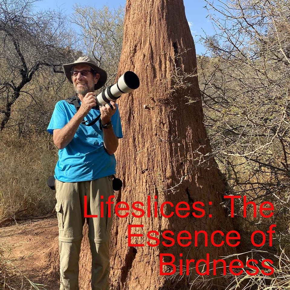Lifeslices with Steve Fisher