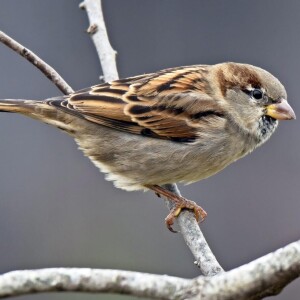 Sparrows: A Dime a Dozen, 12th Sunday of Ordinary Time (A), June 25, 2023