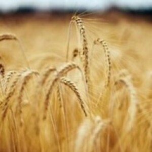 Wheat and Weeds: A Parable for Us: 16th Sunday of the Year-A, July 23, 2023