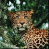 Radio Report: KENYA