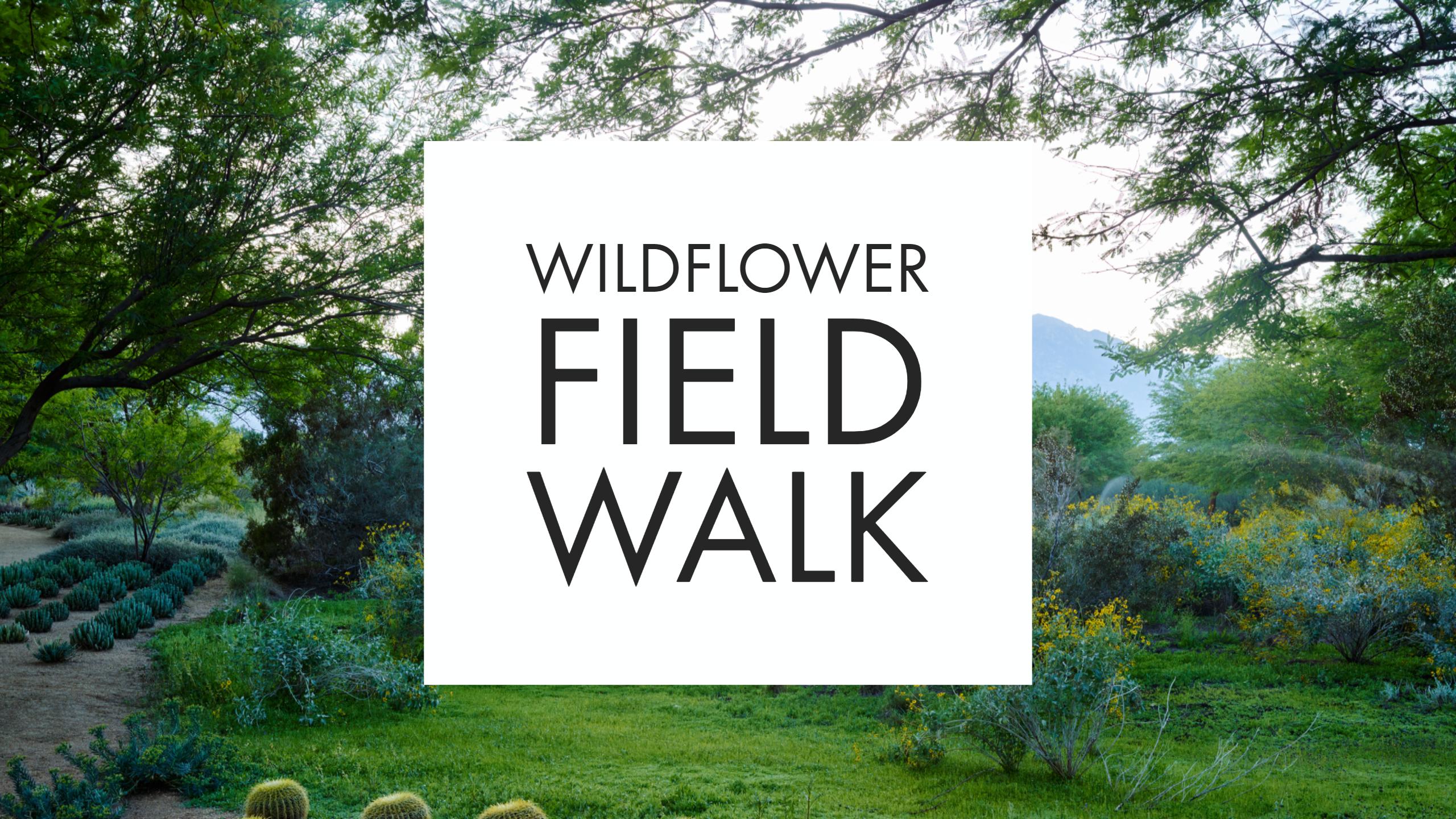 Wildflower Field Walk