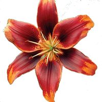 Kuli