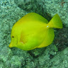 makaiormauka