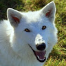 anonymouswolf37
