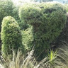 jeanjeani