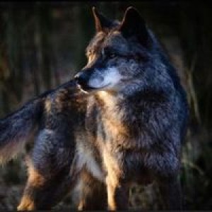 The FeldsparWolf’s Podcast
